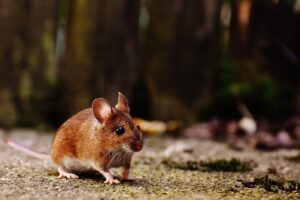 Mouse Infestation Cleanup in Huntington, NY, Long Beach, NY, Long Island, Brentwood, NY, Farmingdale, NY, Suffolk County